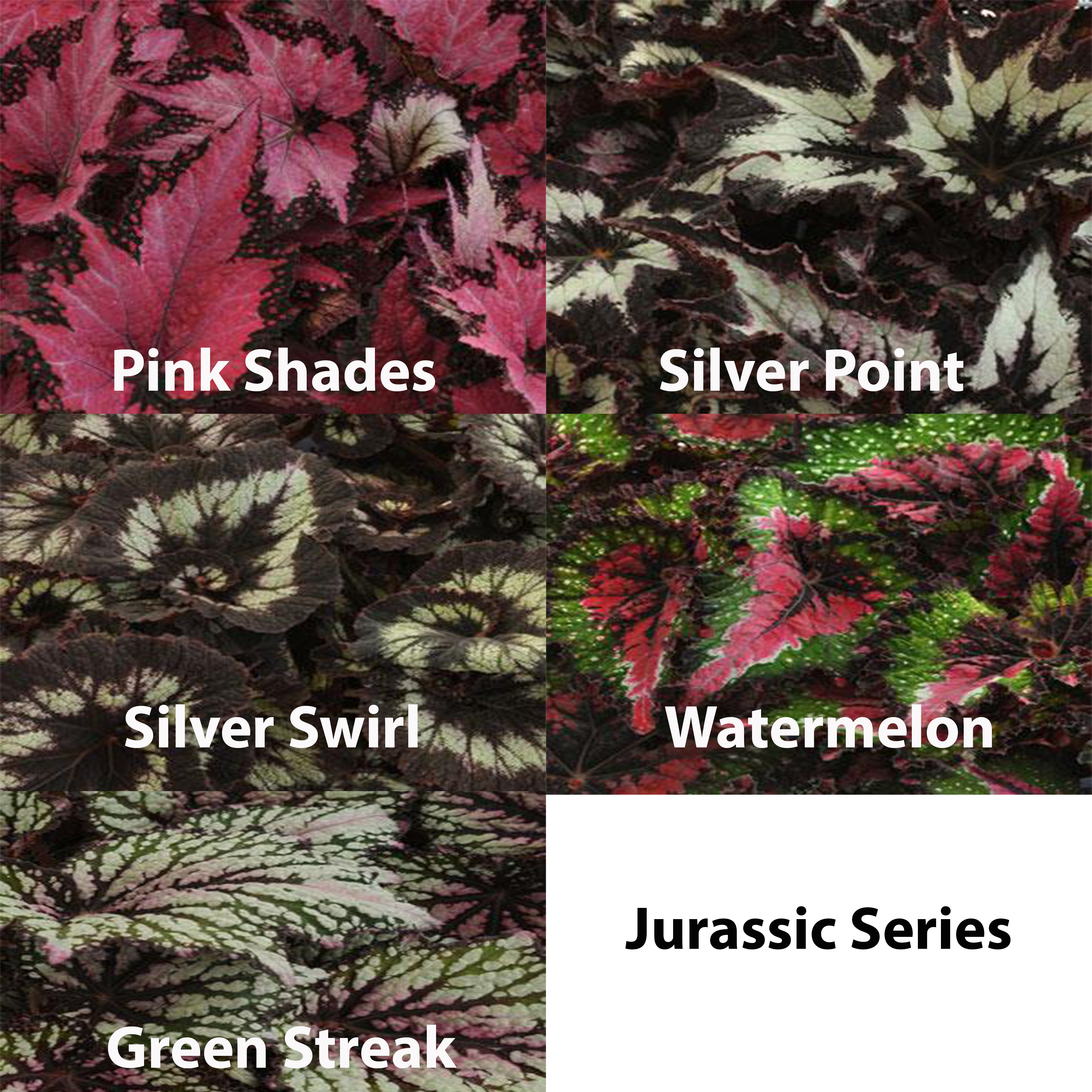 B. ‘Jurassic series 2’